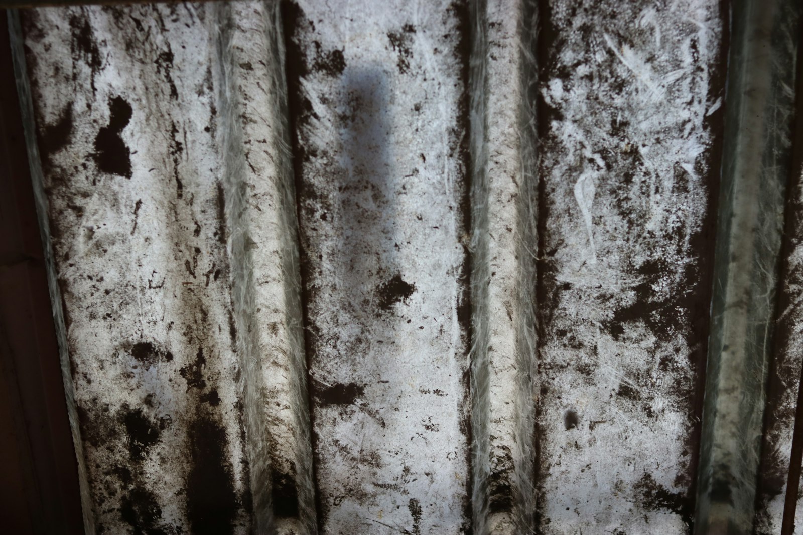 Decaying material with dark mold patches