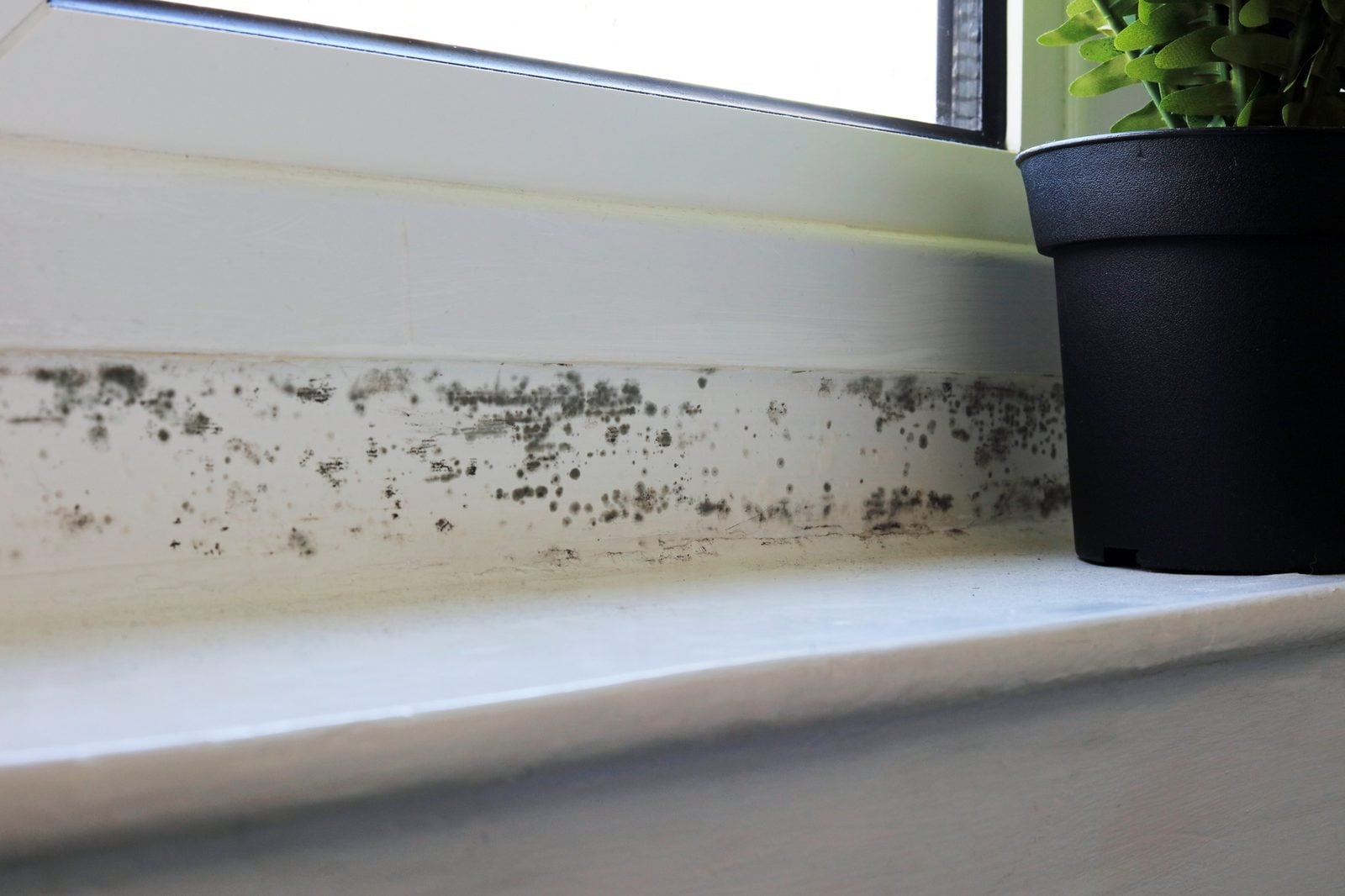 Black mold along a window sill next to a houseplant