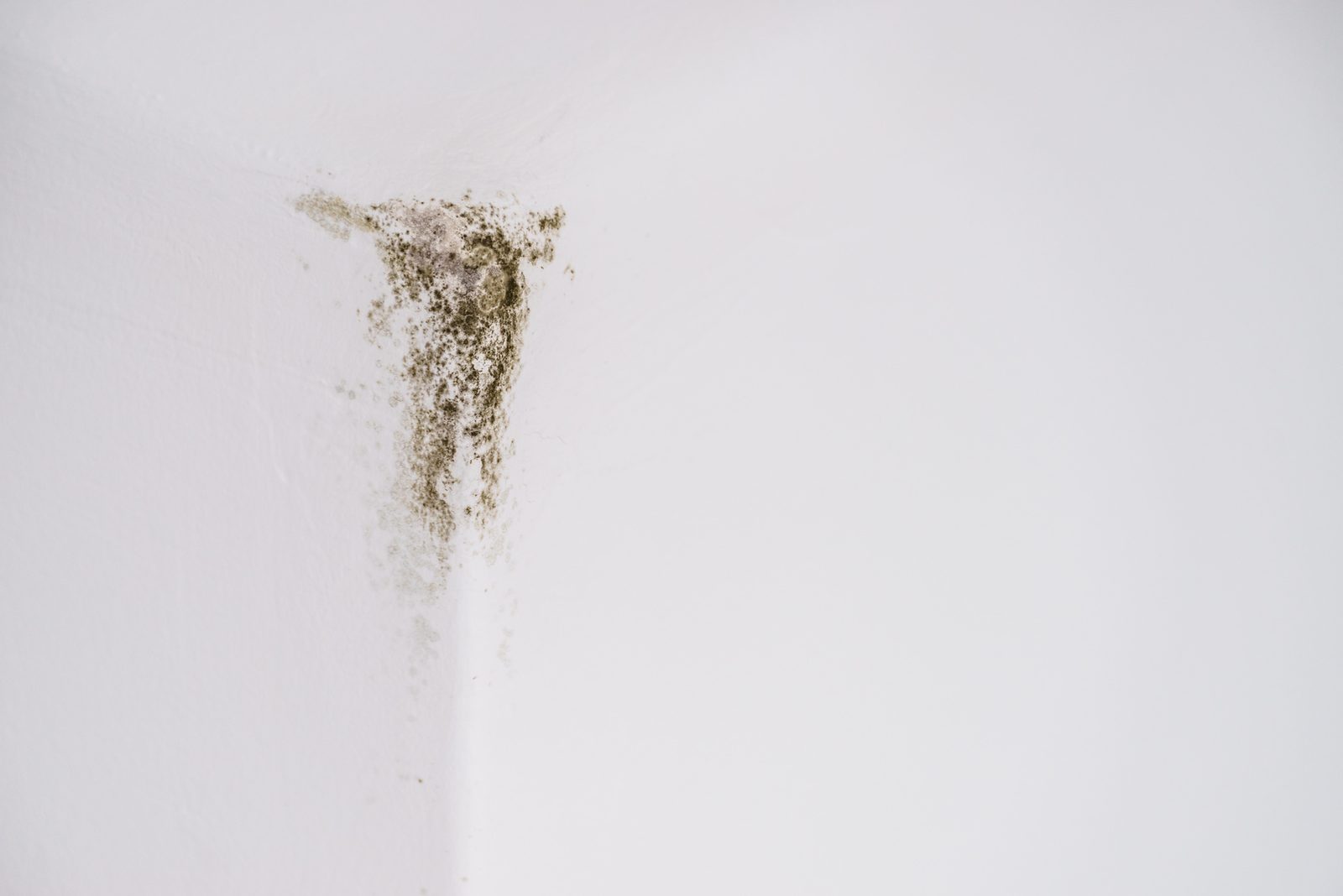 Small patch of mold where wall meets ceiling